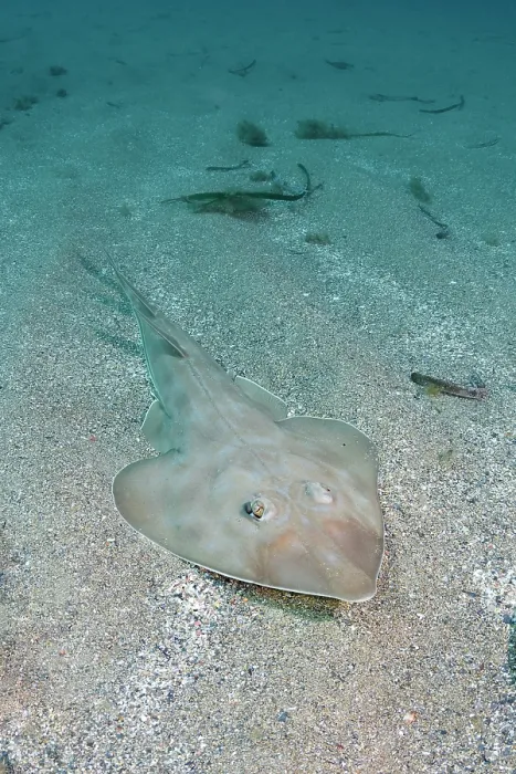 Framed Print : Common guitarfish (Rhinobatos rhinobatos) resting on sandy seabed, Cabo de Palos, Spain, Mediterranean Sea Framed Print : Common guitarfish (Rhinobatos rhinobatos) resting on sandy seabed, Cabo de Palos, Spain, Mediterranean Sea