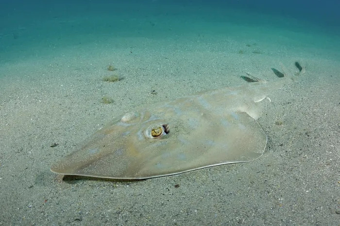 Framed Print : Common guitarfish (Rhinobatos rhinobatos) resting on sandy seabed, Cabo de Palos, Spain, Mediterranean Sea Framed Print : Common guitarfish (Rhinobatos rhinobatos) resting on sandy seabed, Cabo de Palos, Spain, Mediterranean Sea