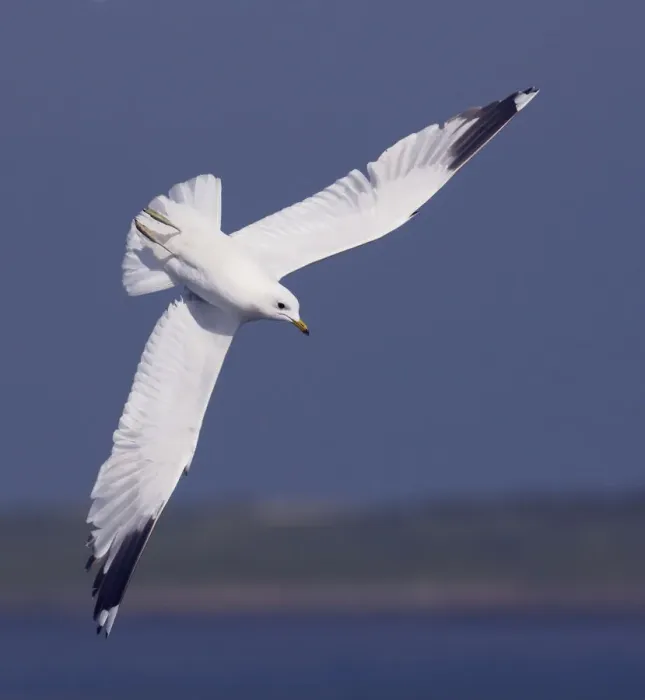 Framed Print : Common gull (Larus canus) diving in flight, Texel, Netherlands, May 2009 Framed Print : Common gull (Larus canus) diving in flight, Texel, Netherlands, May 2009