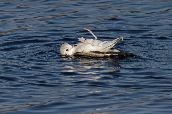 Framed Print : Common gull (Larus canus) lying on its back with legs in the air, bathing in water, Norwich, Norfolk, England, UK. January Framed Print : Common gull (Larus canus) lying on its back with legs in the air, bathing in water, Norwich, Norfolk, England, UK. January