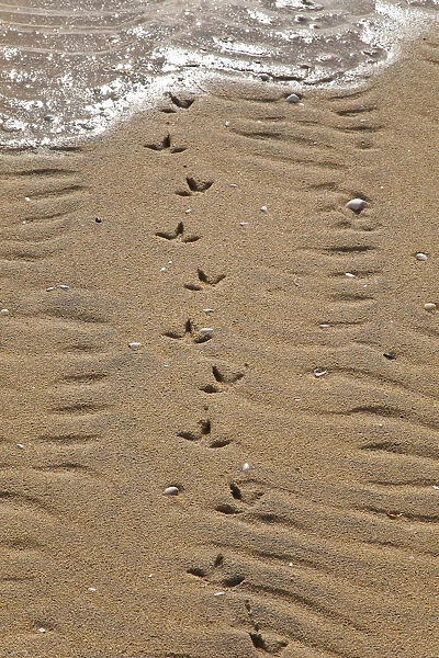 Common gull (Larus canus) tracks on Luskentyre Banks, South Harris Island, Outer Hebrides