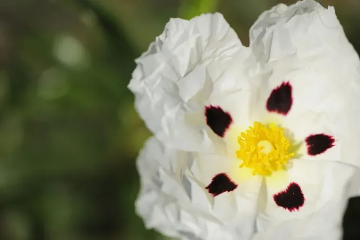 Framed Print : Common gum cistus (Cistus ladanifer) flower, Monfrague National Park, Extremadura Framed Print : Common gum cistus (Cistus ladanifer) flower, Monfrague National Park, Extremadura
