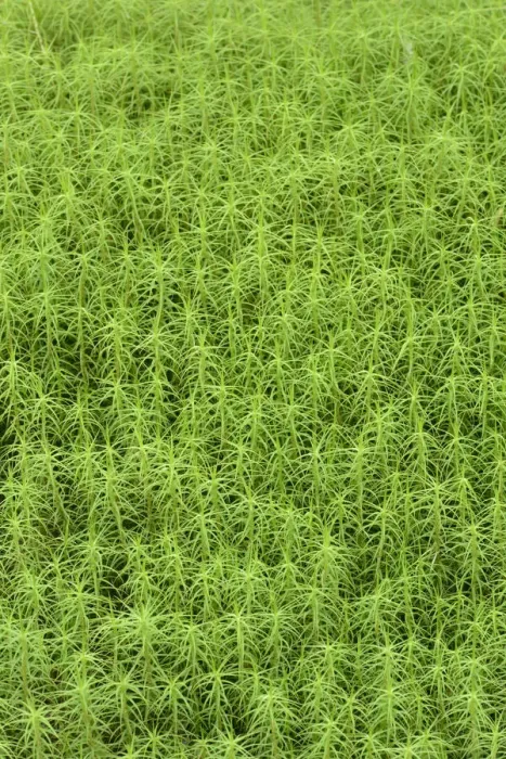Framed Print : Common haircap moss (Polytrichum commune) largest British moss, Snowdonia, north Wales Framed Print : Common haircap moss (Polytrichum commune) largest British moss, Snowdonia, north Wales