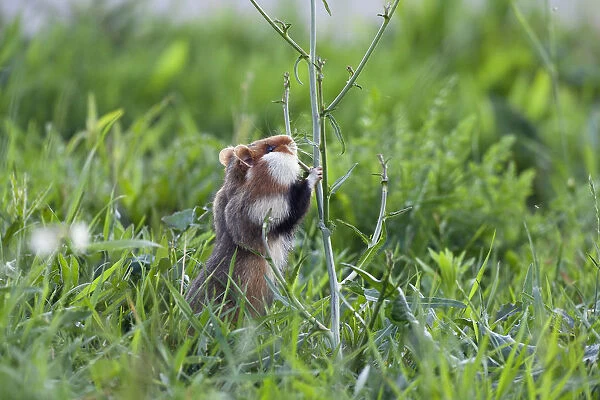 Common hamster (Cricetus cricetus) standing on hind legs feeding, Slovakia, Europe