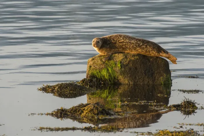 Framed Print : Common  /  Harbour seal (Phoca vitulina) hauled out on rock in the no take zone, Lamlash Bay