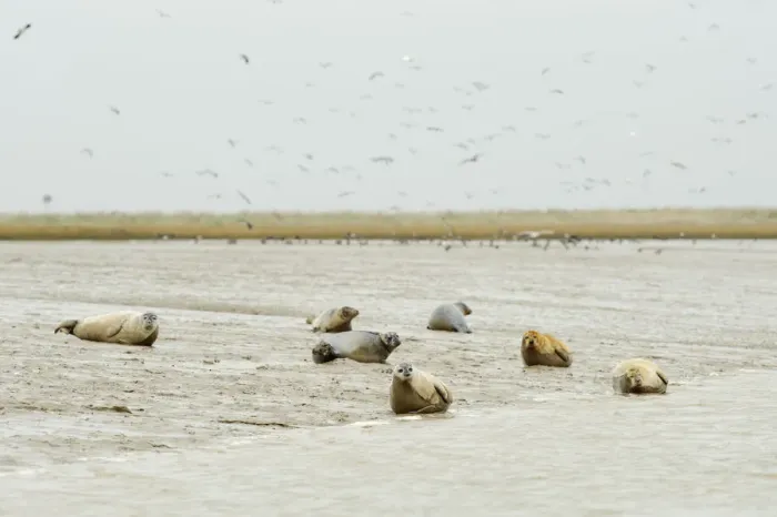 Framed Print : Common / Harbour seals (Phoca vitulina) hauled out on mudflats at saltmarsh, Wallasea Framed Print : Common / Harbour seals (Phoca vitulina) hauled out on mudflats at saltmarsh, Wallasea