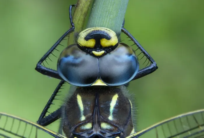 Framed Print : Common hawker (Aeshna Juncea) head detail, Brackagh Moss National Nature Reserve, County Armagh, Northern Ireland. July Framed Print : Common hawker (Aeshna Juncea) head detail, Brackagh Moss National Nature Reserve, County Armagh, Northern Ireland. July