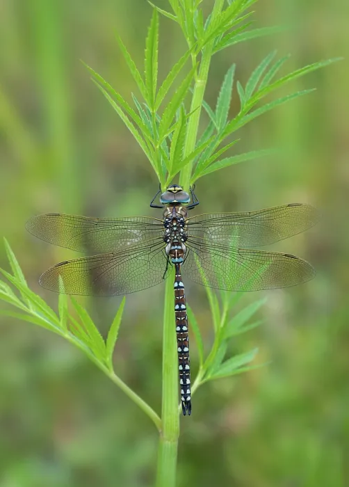 Framed Print : Common hawker (Aeshna juncea) male, resting on plant stem, Brackagh Moss NNR, County Armagh, Northern Ireland, UK. August Framed Print : Common hawker (Aeshna juncea) male, resting on plant stem, Brackagh Moss NNR, County Armagh, Northern Ireland, UK. August