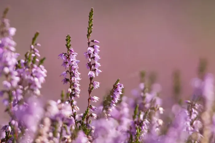 Framed Print : Common heather (Calluna vulgaris) in flower, Arne RSPB reserve, Dorset, England, UK, July Framed Print : Common heather (Calluna vulgaris) in flower, Arne RSPB reserve, Dorset, England, UK, July