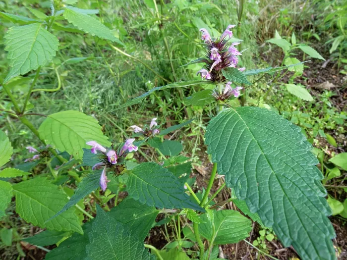 Framed Print : Common hemp-nettle (Galeopsis tetrahit) flowering in a damp woodland clearing, Renfrewshire, Scotland, UK. July Framed Print : Common hemp-nettle (Galeopsis tetrahit) flowering in a damp woodland clearing, Renfrewshire, Scotland, UK. July