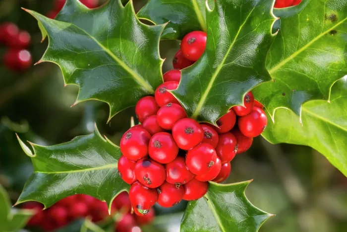 Framed Print : Common holly (Ilex aquifolium) close-up of evergreen leaves and red berries in autumn, Flanders, Belgium. October Framed Print : Common holly (Ilex aquifolium) close-up of evergreen leaves and red berries in autumn, Flanders, Belgium. October