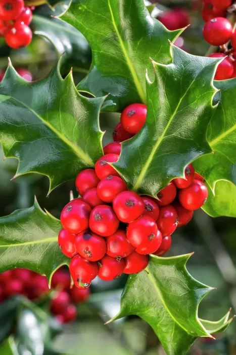 Framed Print : Common holly (Ilex aquifolium) close-up of evergreen leaves and red berries in autumn, Flanders, Belgium. October Framed Print : Common holly (Ilex aquifolium) close-up of evergreen leaves and red berries in autumn, Flanders, Belgium. October