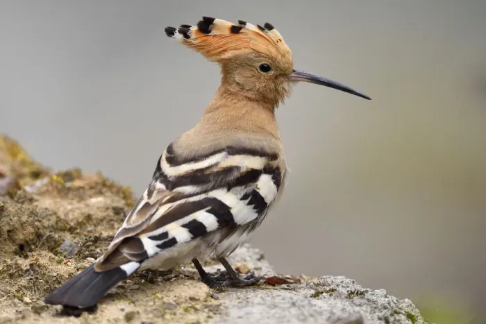 Framed Print : Common hoopoe (Upupa epops) sitting on a stone, Tangjiahe National Nature Reserve Framed Print : Common hoopoe (Upupa epops) sitting on a stone, Tangjiahe National Nature Reserve