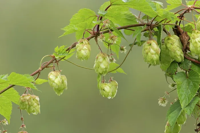 Framed Print : Common hop plant (Humulus lupulus) in flower, Norfolk, England, UK. August Framed Print : Common hop plant (Humulus lupulus) in flower, Norfolk, England, UK. August