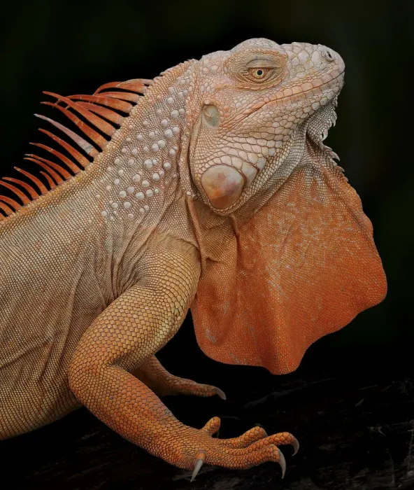 Framed Print : Common iguana (Iguana iguana) albino, captive, from Central and South America Framed Print : Common iguana (Iguana iguana) albino, captive, from Central and South America