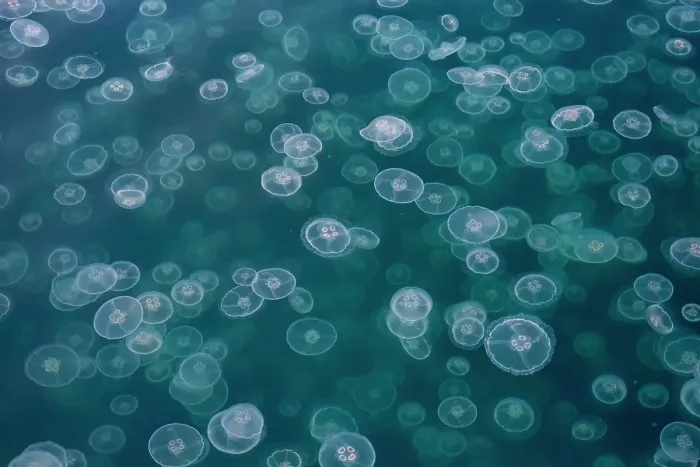 Framed Print : Common jellyfish (Aurelia aurita) aggregation, Goose Bay, Prince William Sound, Alaska, USA, Gulf of Alaska