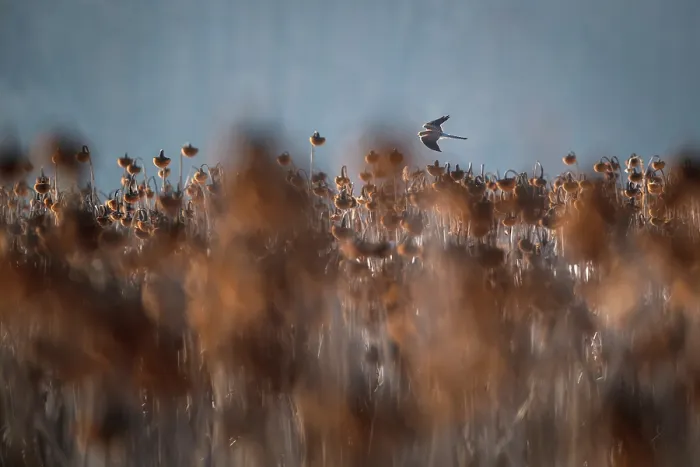 Framed Print : Common kestrel (Falco tinnunculus) in flight over field of dead Sunflowers (Helianthus annuus), Lower Silesia, Poland. February Framed Print : Common kestrel (Falco tinnunculus) in flight over field of dead Sunflowers (Helianthus annuus), Lower Silesia, Poland. February