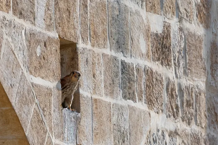 Framed Print : Common kestrel (Falco tinnunculus) peering out from nest site in city walls of Jerusalem, Israel Framed Print : Common kestrel (Falco tinnunculus) peering out from nest site in city walls of Jerusalem, Israel