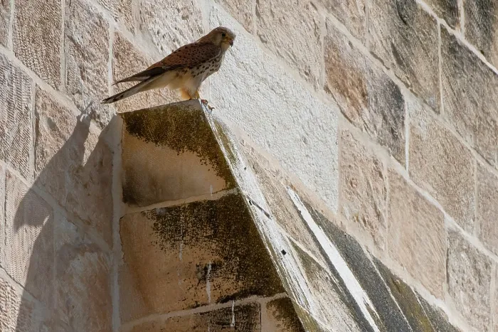 Framed Print : Common kestrel (Falco tinnunculus) perched on city walls of Jerusalem, Israel