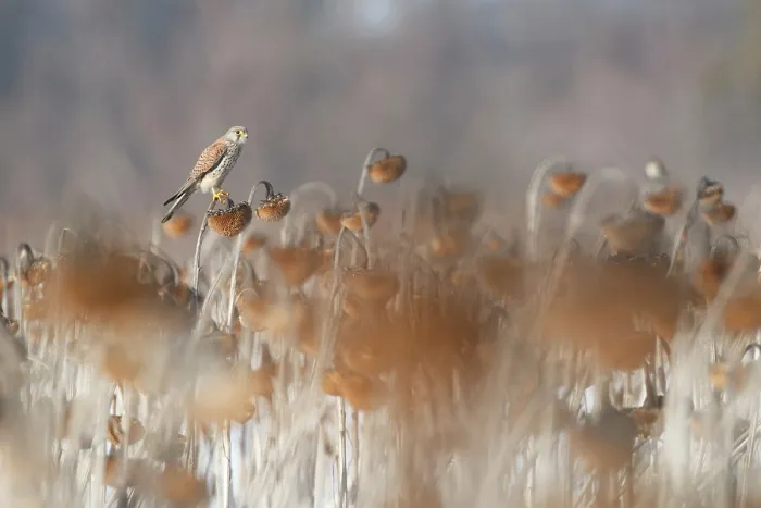 Framed Print : Common kestrel (Falco tinnunculus) perched among Sunflower (Helianthus annuus) seedheads, Lower Silesia, Poland. February Framed Print : Common kestrel (Falco tinnunculus) perched among Sunflower (Helianthus annuus) seedheads, Lower Silesia, Poland. February
