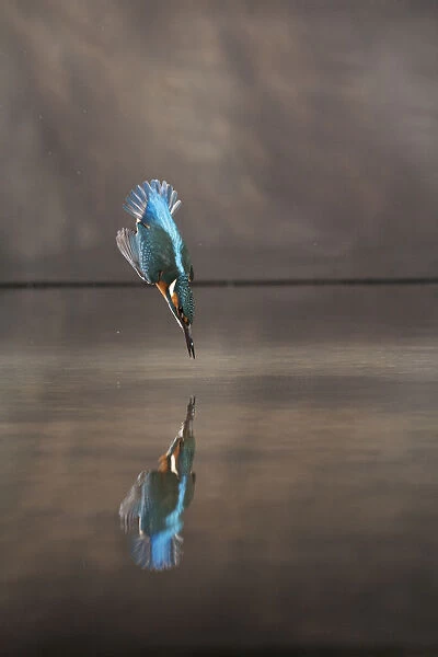 Common kingfisher (Alcedo atthis) diving into water hunting, Balatonfuzfo, Hungary