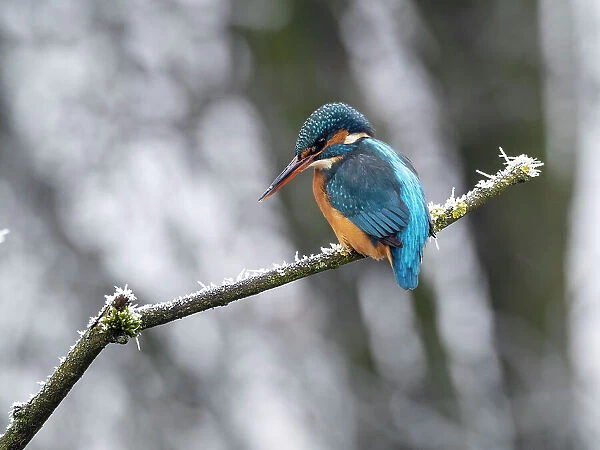 Common kingfisher (Alcedo atthis) female, perched on frosty branch in winter, Bavaria, Germany. January