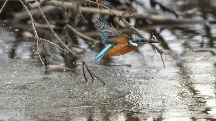Framed Print : Common kingfisher (Alcedo atthis) in flight over river with fish in beak, Finland, March Framed Print : Common kingfisher (Alcedo atthis) in flight over river with fish in beak, Finland, March