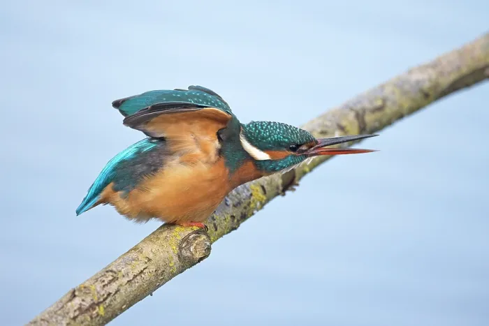 Framed Print : Common kingfisher (Alcedo atthis) perched on branch about to take flight, Suffolk, England, UK. February Framed Print : Common kingfisher (Alcedo atthis) perched on branch about to take flight, Suffolk, England, UK. February