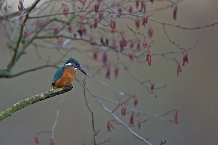 Framed Print : Common kingfisher (Alcedo atthis) perched in tree, Whitlingham Country Park, Norfolk, England, UK. February Framed Print : Common kingfisher (Alcedo atthis) perched in tree, Whitlingham Country Park, Norfolk, England, UK. February