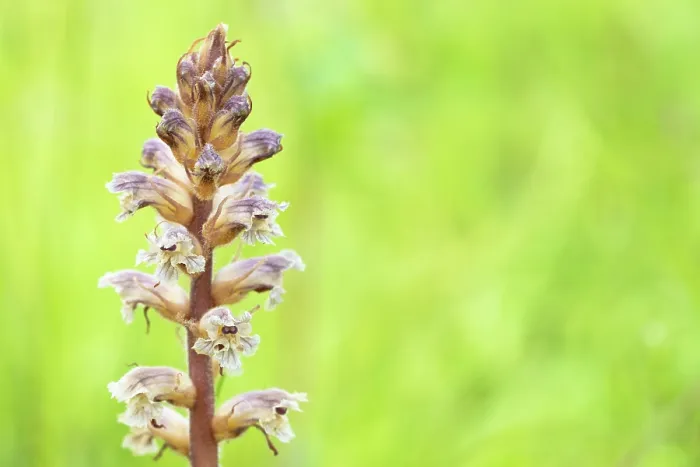 Framed Print : Common / Lesser Broomrape (Orobanche minor) in flower, Nijmegen, The Netherlands. May Framed Print : Common / Lesser Broomrape (Orobanche minor) in flower, Nijmegen, The Netherlands. May