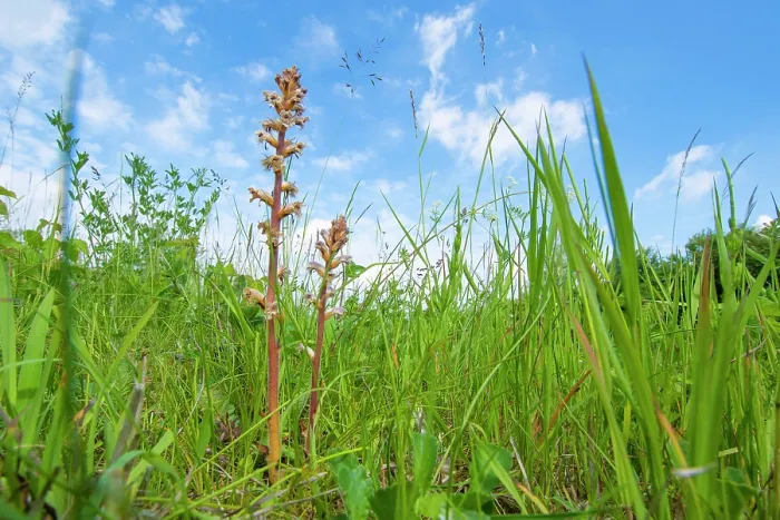 Framed Print : Common  /  Lesser Broomrape (Orobanche minor) in flower, Nijmegen, The Netherlands. May