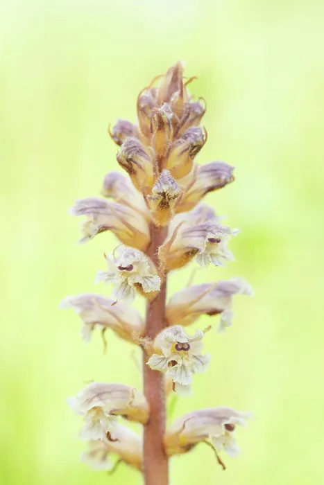 Framed Print : Common / Lesser Broomrape (Orobanche minor) in flower, Nijmegen, The Netherlands. May Framed Print : Common / Lesser Broomrape (Orobanche minor) in flower, Nijmegen, The Netherlands. May