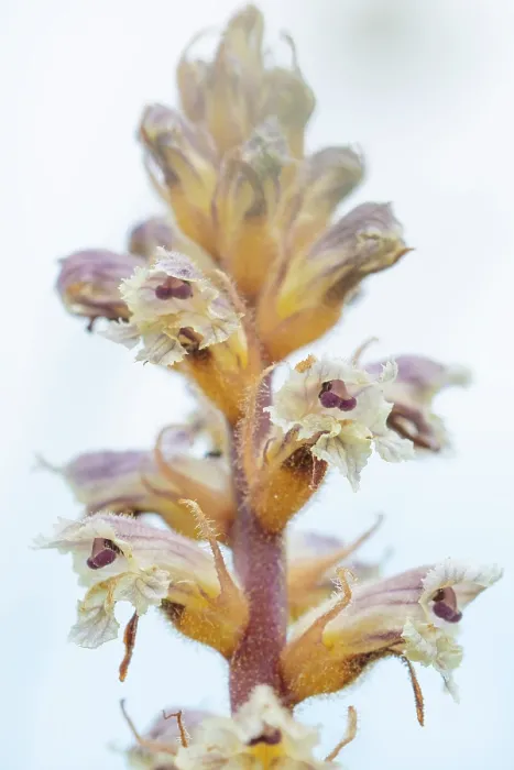Framed Print : Common / Lesser Broomrape (Orobanche minor) in flower, Nijmegen, The Netherlands. May Framed Print : Common / Lesser Broomrape (Orobanche minor) in flower, Nijmegen, The Netherlands. May