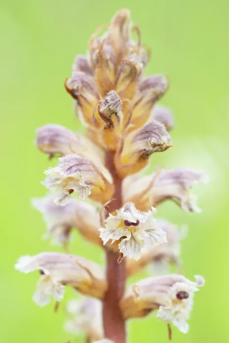 Framed Print : Common / Lesser Broomrape (Orobanche minor) in flower, Nijmegen, The Netherlands. May Framed Print : Common / Lesser Broomrape (Orobanche minor) in flower, Nijmegen, The Netherlands. May