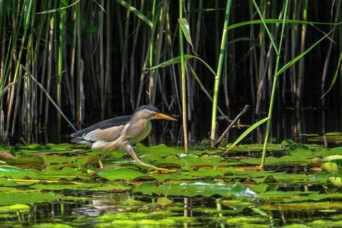Framed Print : Common little bittern (Ixobrychus minutus) male, walking over water lily pads along reed bed in marshland, Belgium. June Framed Print : Common little bittern (Ixobrychus minutus) male, walking over water lily pads along reed bed in marshland, Belgium. June