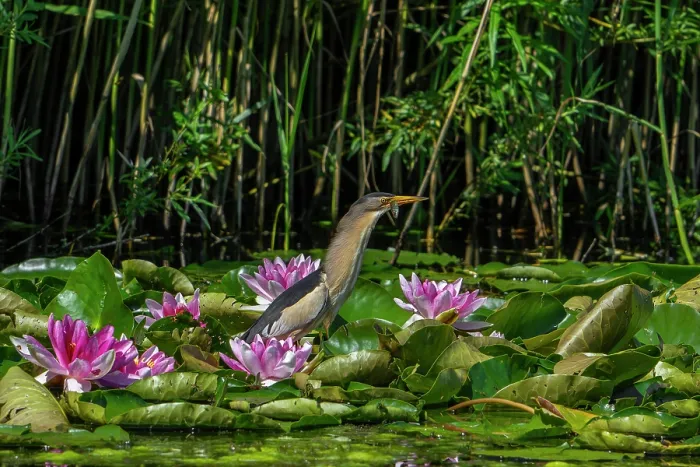 Framed Print : Common little bittern (Ixobrychus minutus) male, standing on lily pads with fish prey in beak in marshland, Belgium. June Framed Print : Common little bittern (Ixobrychus minutus) male, standing on lily pads with fish prey in beak in marshland, Belgium. June