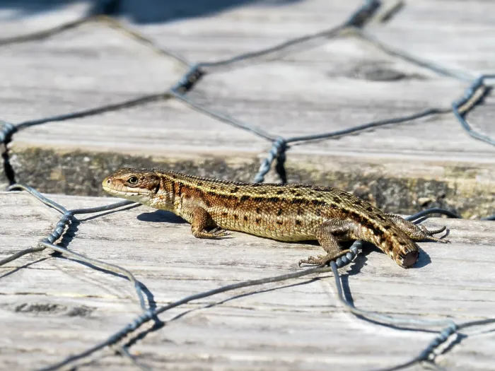 Framed Print : Common lizard (Zootoca vivipara) with missing tail, portrait, Foulshaw Moss Nature Reserve, Cumbria, UK. June