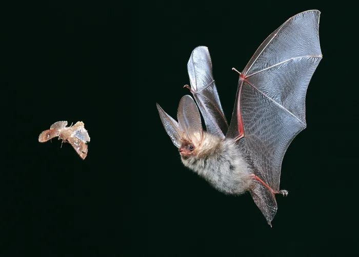 Framed Print : Common long-eared bat (Plecotus auritus) in flight, hunting insect prey at night Framed Print : Common long-eared bat (Plecotus auritus) in flight, hunting insect prey at night