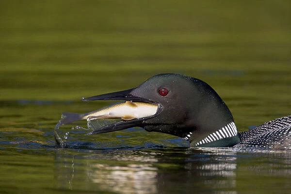 Common Loon (Gavia immer) adult in breeding plumage swallowing a large fish, Michigan