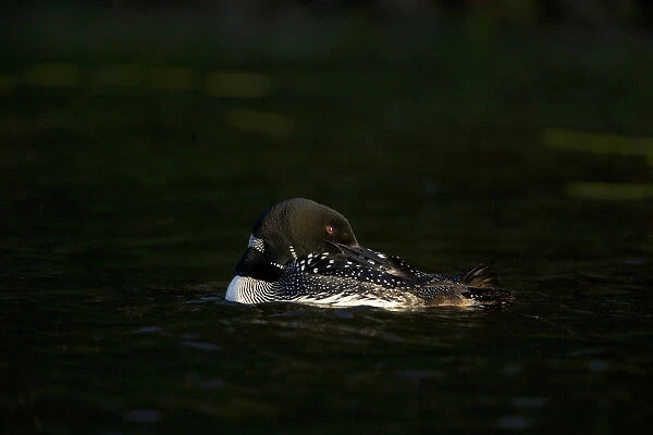 Common loon (Gavia immer) adult in breeding plumage, preening in the last light of day