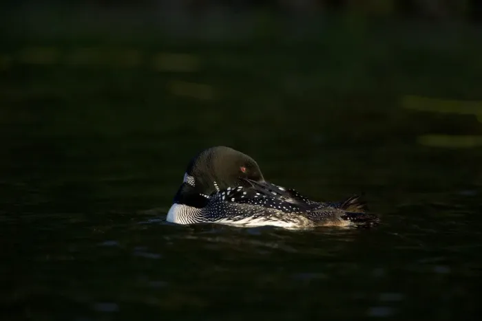 Framed Print : Common loon (Gavia immer) adult in breeding plumage, preening in the last light of day Framed Print : Common loon (Gavia immer) adult in breeding plumage, preening in the last light of day