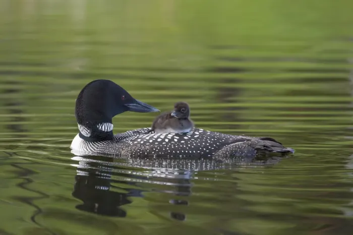 Framed Print : Common loon (Gavia immer) carrying chick on its back. British Columbia, Canada. June Framed Print : Common loon (Gavia immer) carrying chick on its back. British Columbia, Canada. June