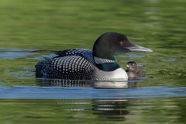 Common loon (Gavia immer) with a chick alongside. British Columbia, Canada. June
