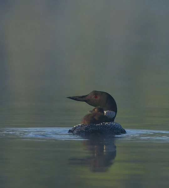 Common Loon  /  Great northern diver (Gavia immer) chick riding on adults back on a misty morning