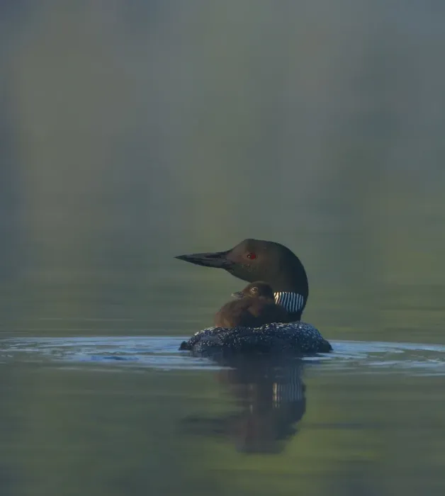 Framed Print : Common Loon / Great northern diver (Gavia immer) chick riding on adults back on a misty morning Framed Print : Common Loon / Great northern diver (Gavia immer) chick riding on adults back on a misty morning