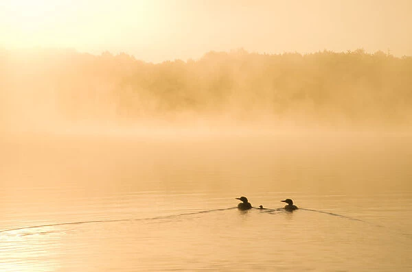 Common loons (Gavia immer), two adults and chick swimming on a misty lake in early morning, Michigan, USA. June