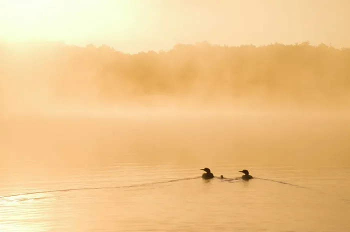 Framed Print : Common loons (Gavia immer), two adults and chick swimming on a misty lake in early morning, Michigan, USA. June Framed Print : Common loons (Gavia immer), two adults and chick swimming on a misty lake in early morning, Michigan, USA. June
