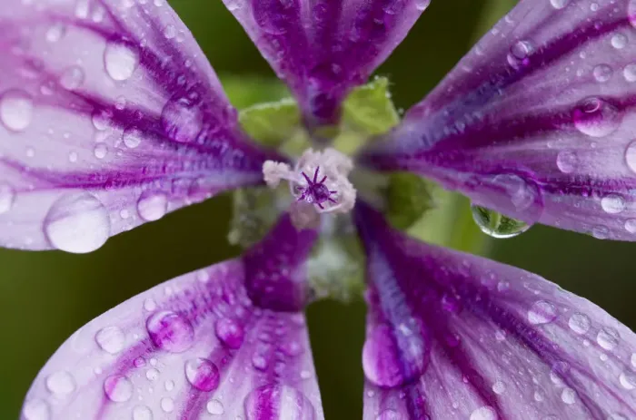 Framed Print : Common mallow (Malva sylvestris) flower covered in raindrops, Kandanos, Crete, Greece
