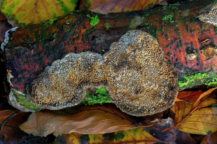 Framed Print : Common mazegill (Datronia mollis) poroid crust fungi causing white rot in hardwood trees in autumn forest, Belgium. November Framed Print : Common mazegill (Datronia mollis) poroid crust fungi causing white rot in hardwood trees in autumn forest, Belgium. November