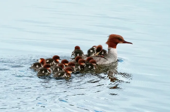 Framed Print : Common merganser (Mergus merganser) female on water with clutch of fourteen ducklings following close behind with some riding on their mothers back, Denmark. May Framed Print : Common merganser (Mergus merganser) female on water with clutch of fourteen ducklings following close behind with some riding on their mothers back, Denmark. May